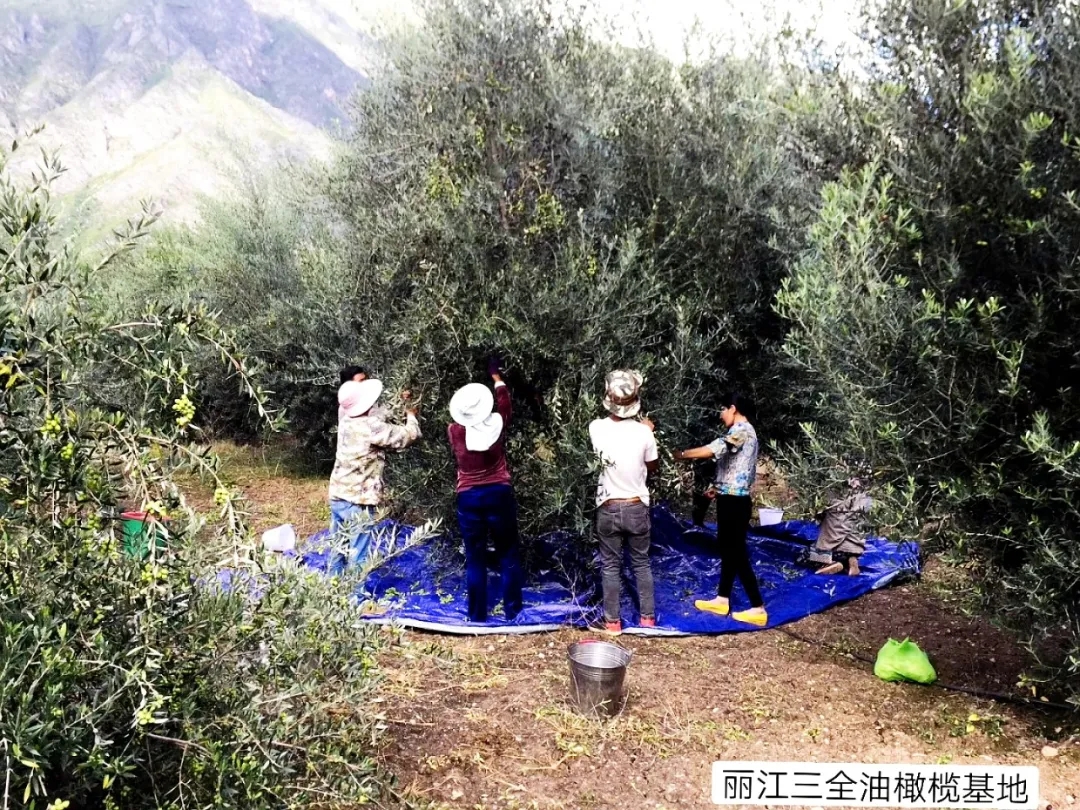 破繭化蝶!麗江油橄欖龍頭企業(yè)16年實現種產銷一體化_久顧橄欖油