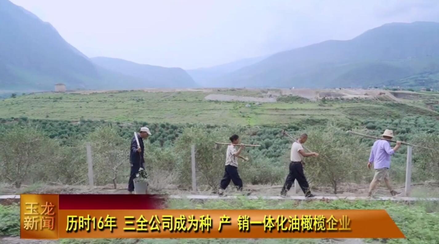 歷時(shí)16年三全公司成為種產(chǎn)銷一體化油橄欖企業(yè)