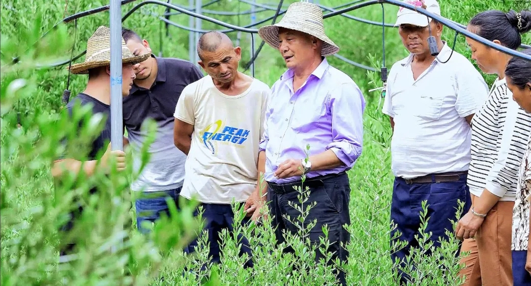 破繭化蝶!麗江油橄欖龍頭企業(yè)16年實現種產銷一體化_久顧橄欖油