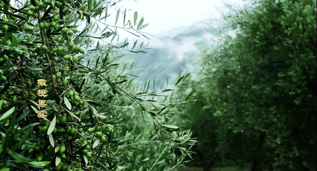 破繭化蝶!麗江油橄欖龍頭企業(yè)16年實現種產銷一體化_久顧橄欖油