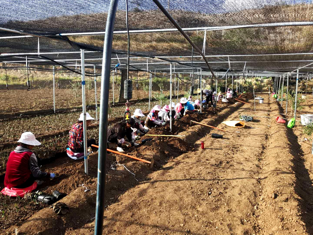 破繭化蝶!麗江油橄欖龍頭企業(yè)16年實現種產銷一體化_久顧橄欖油