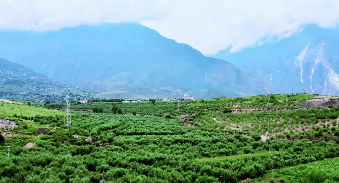 破繭化蝶!麗江油橄欖龍頭企業(yè)16年實現種產銷一體化_久顧橄欖油